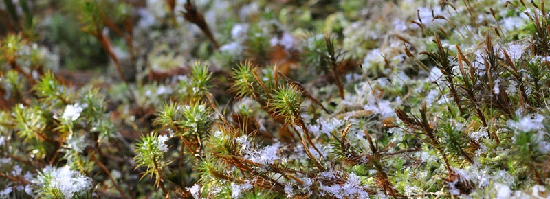 京都ゆば長店舗の庭（雪の朝）