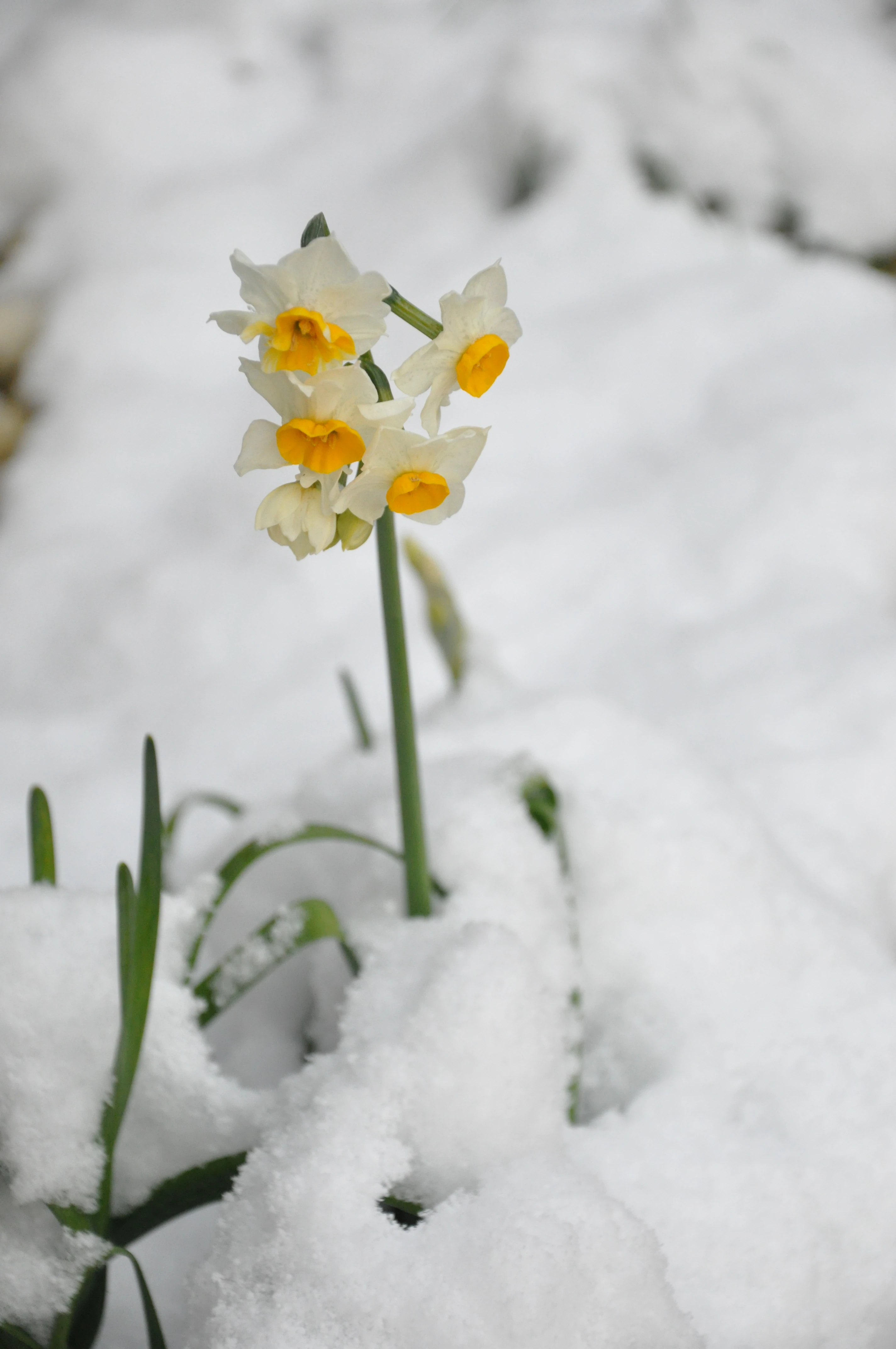 雪間の水仙