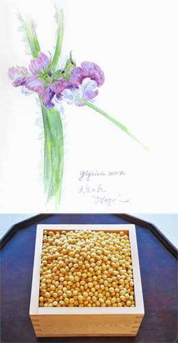 大豆の花と国産大豆（水彩画）