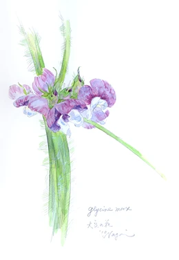 大豆の花（水彩画）