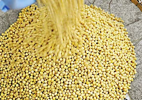 国産大豆の洗浄（京都ゆば長）